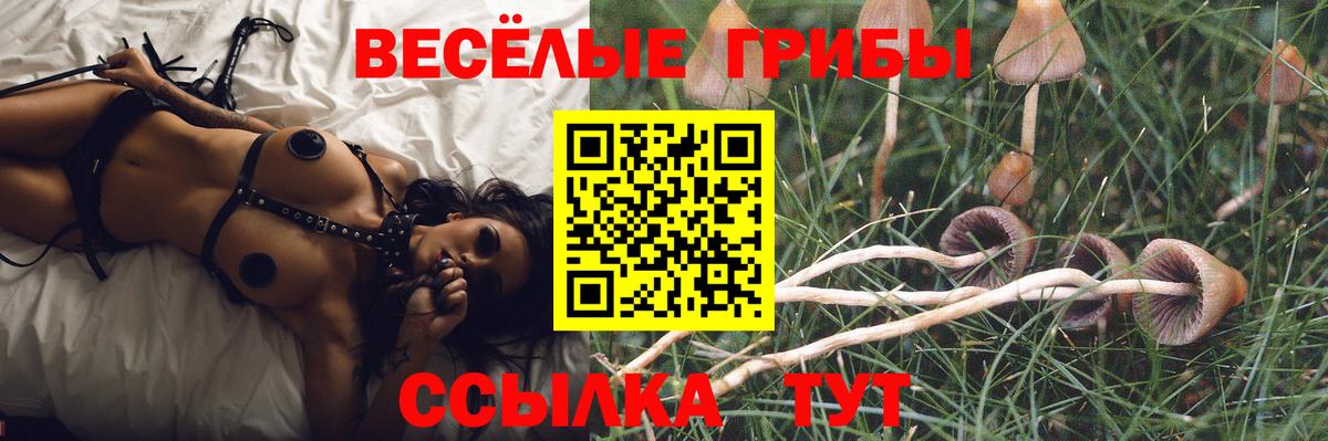 Ржев  Псилоцибиновые грибы Psilocybe  Вход с VPN 